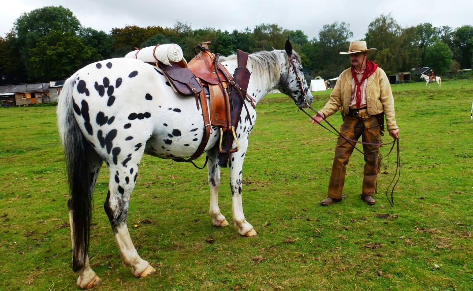 cowboy-horse-a-z-animals