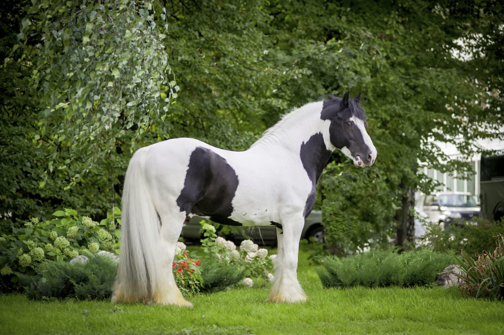 Piebald Horse 1 - A-Z Animals