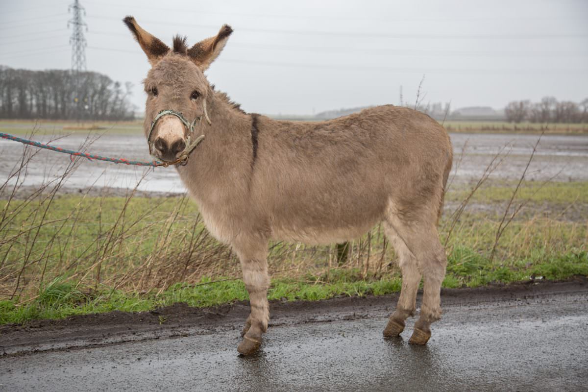 Donkey - Description, Habitat, Image, Diet, and Interesting Facts
