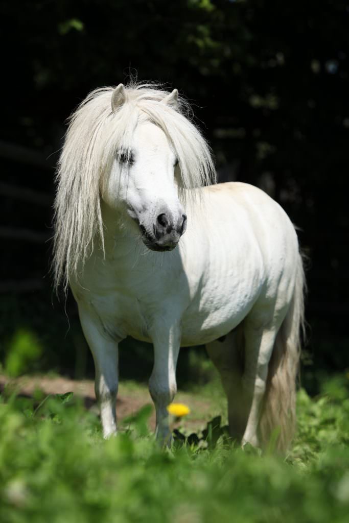 White Shetland - A-Z Animals