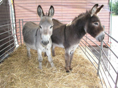 Brown & Grey Donkeys - A-Z Animals