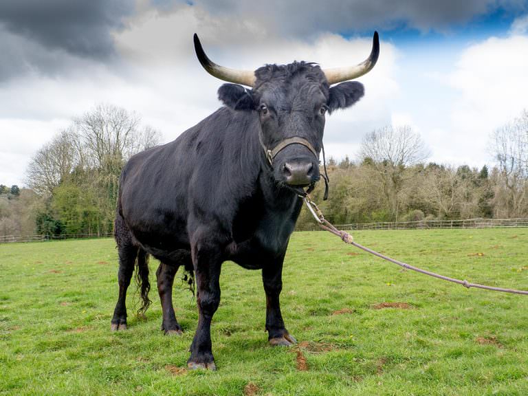 Black Bull - A-Z Animals