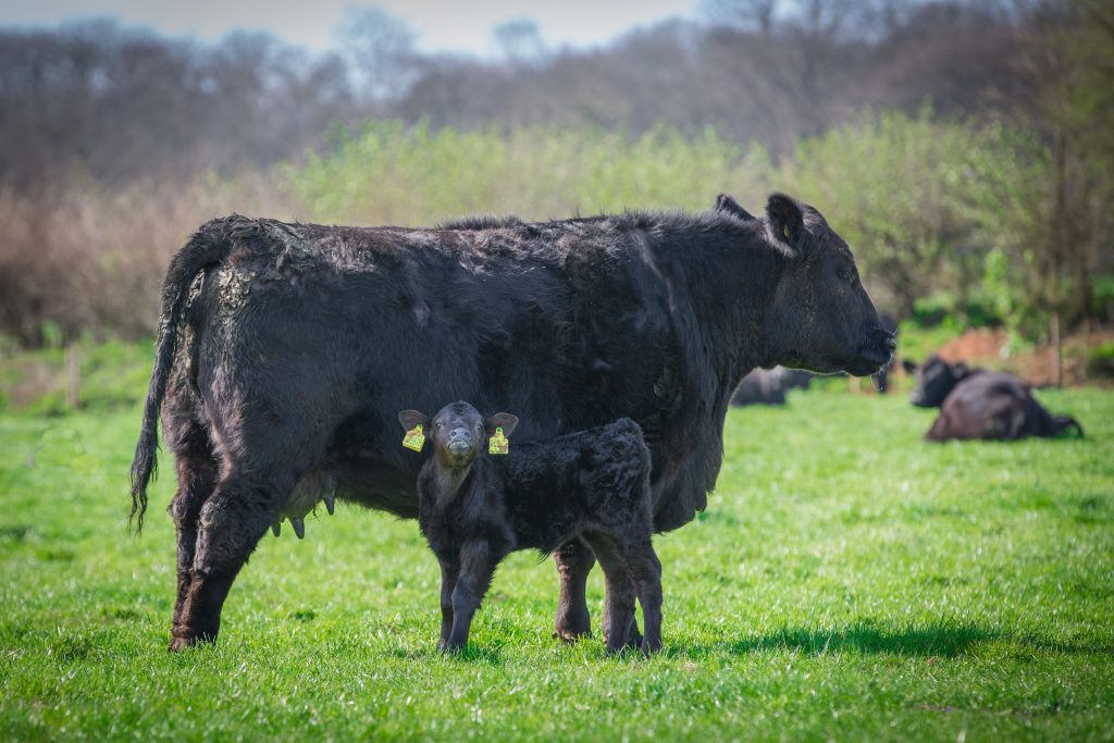 Aberdeen Angus - A-Z Animals