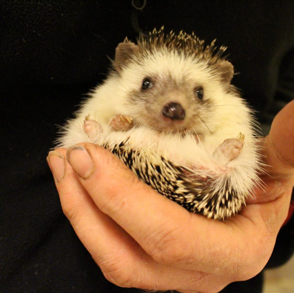 african-pygmy-hedgehog-a-z-animals