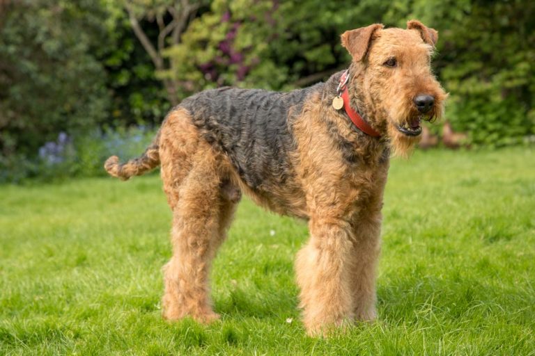 Airedale - A-Z Animals