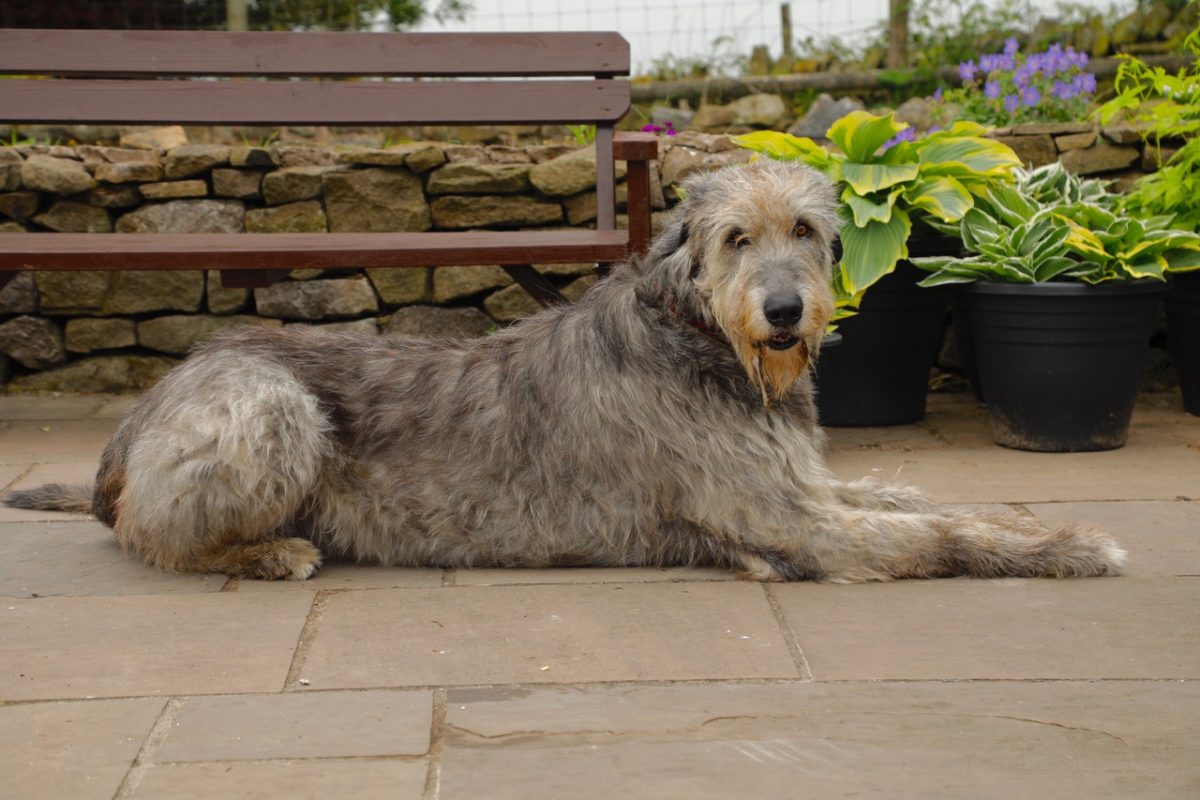 Rent Irish Wolfhound 4