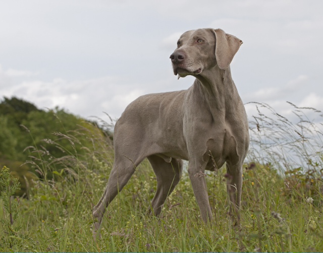 Rent Weimaraner