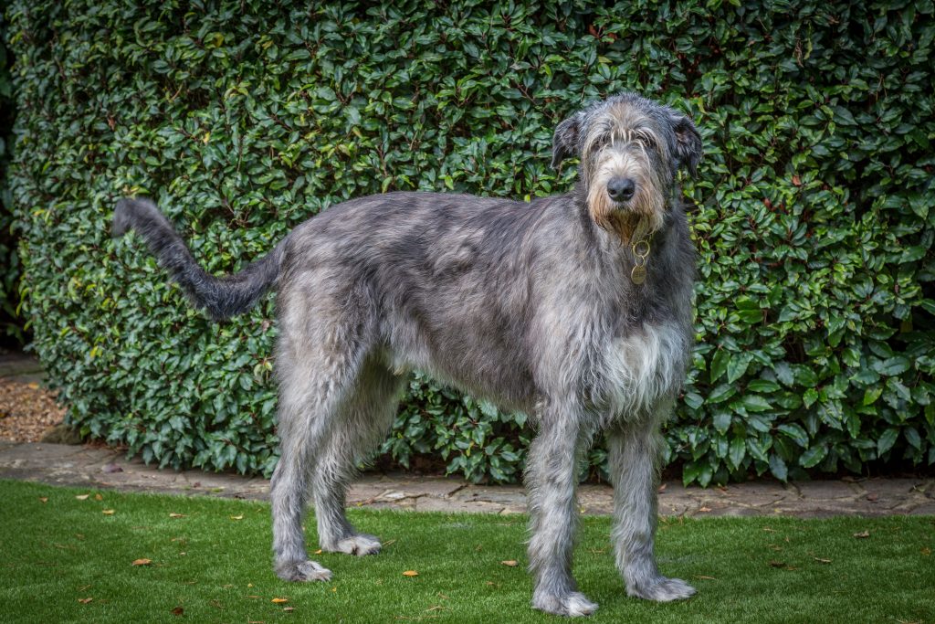 Rent Irish Wolfhound for Advertising, Film, Photography and Events - A ...