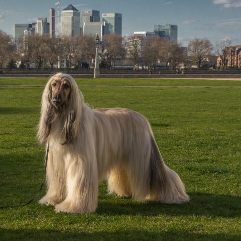 Rent Afghan Hound 2