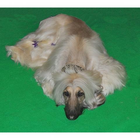 Rent Afghan Hound 3