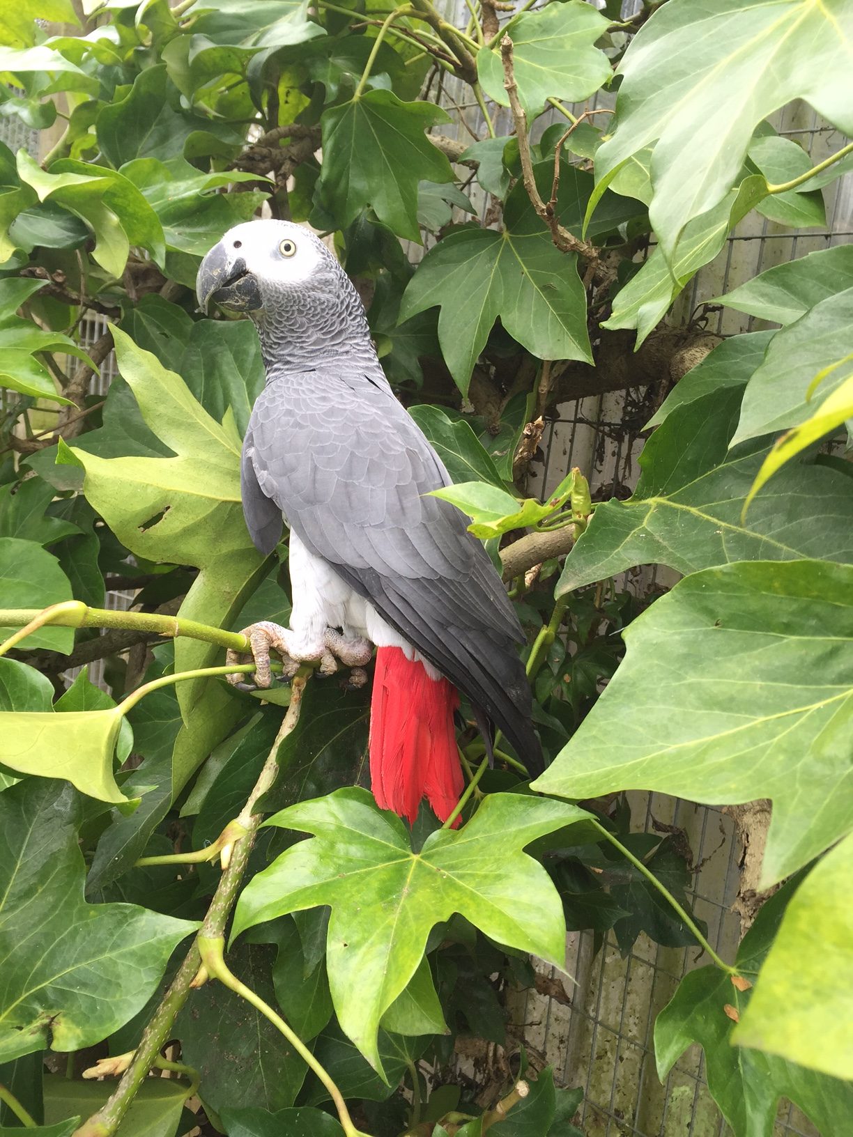 African Grey Parrot - A-Z Animals