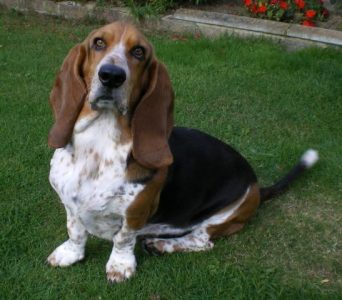 Basset Hound 2 - A-Z Animals