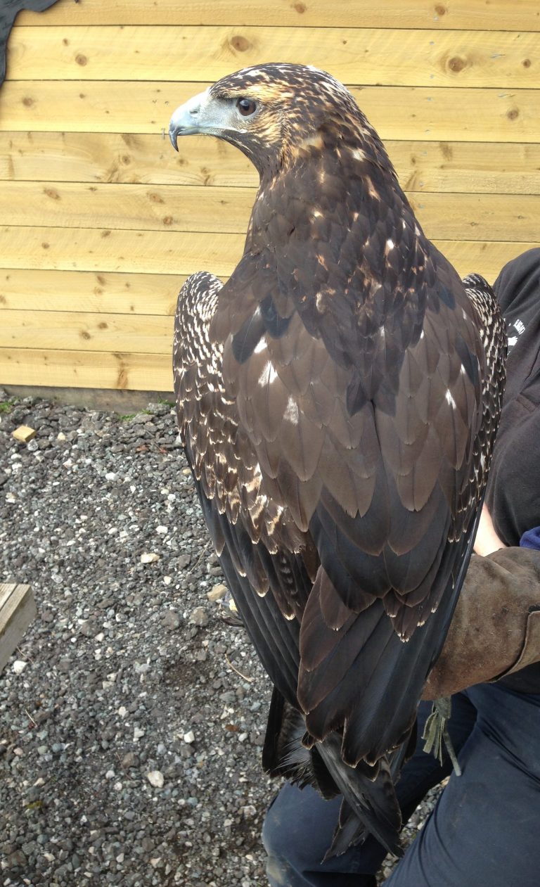 Chilean Blue Eagle - A-Z Animals