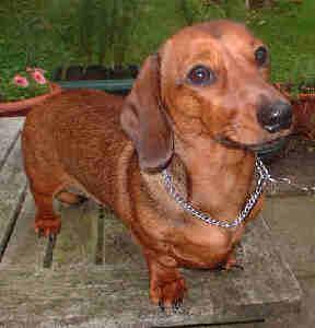 Rent Dachshund Smooth Haired