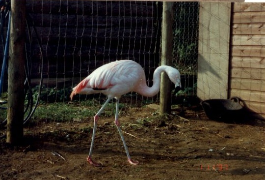 Rent Flamingo