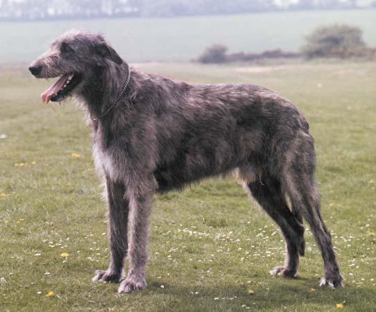 Rent Irish Wolfhound 1