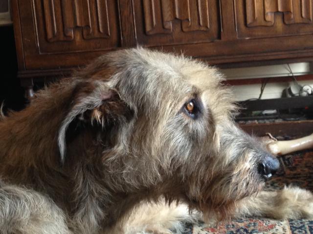 Rent Irish Wolfhound 2