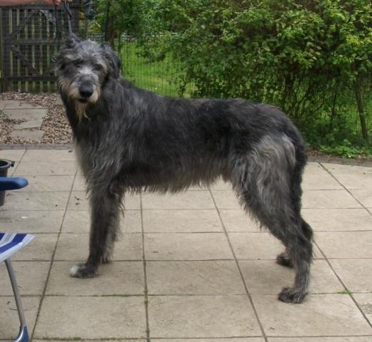 Rent Irish Wolfhound 3