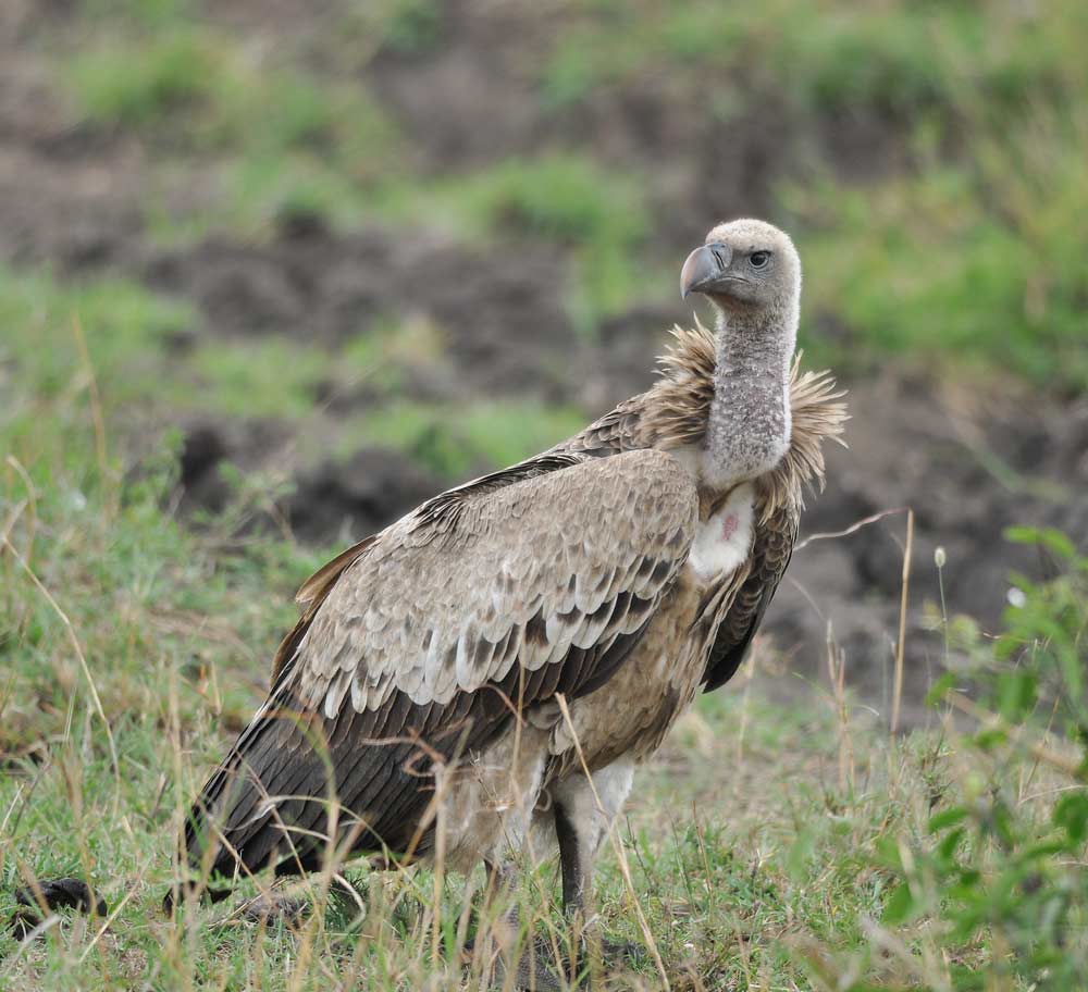 Vultures песня перевод